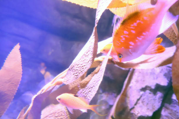 istock a blue aquarium at a theme park 1074067744