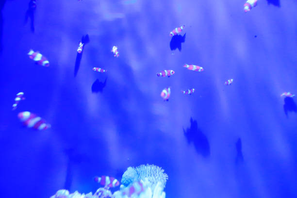 istock big aquarium in Hong Kong theme park 1074068194