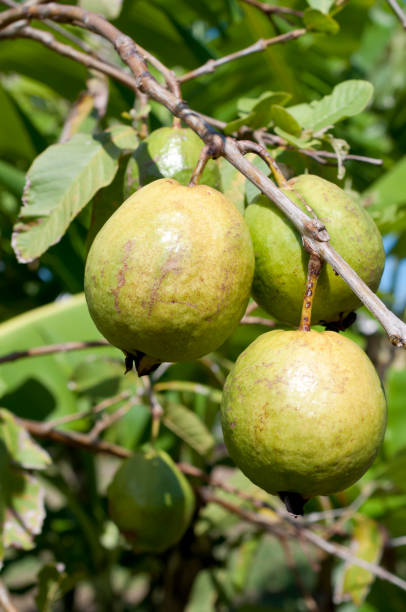 istock guava fruits on a tree 1074070136