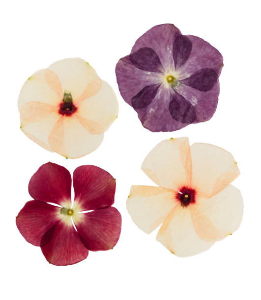 istock Pressed and dried delicate flower catharanthus, isolated on white 1074070310