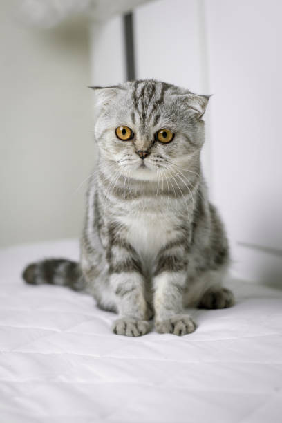 istock Cat sitting on white bed in the room. 1074072046