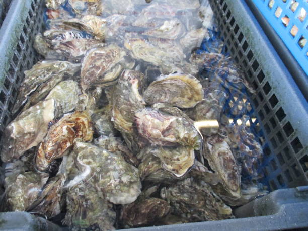 istock Oysters in a basket in sea water 1074072420