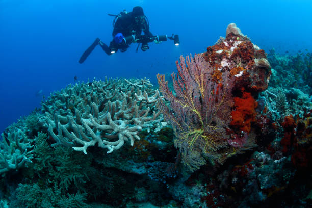 Diver and corals, Great Barrier Reef, Australia stock photo