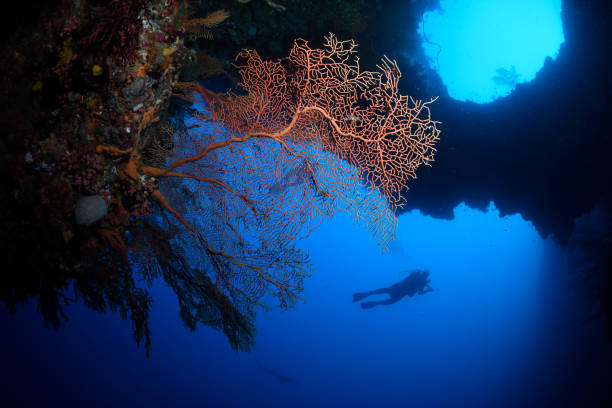 Divers and corals, Great Barrier Reef, Australia stock photo