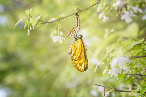 Surgido mariposa amarillo coster (issoria de Acraea) con cáscara de crisálida colgando de la ramita de flor blanca photo