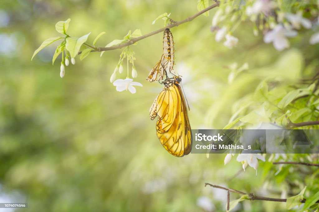 Emerged yellow coster butterfly ( Acraea issoria ) with chrysalis shell hanging on white flower twig Emerged yellow coster butterfly ( Acraea issoria ) with chrysalis shell hanging on white flower twig , growth , metamorphosis Cocoon - Animal Stage Stock Photo