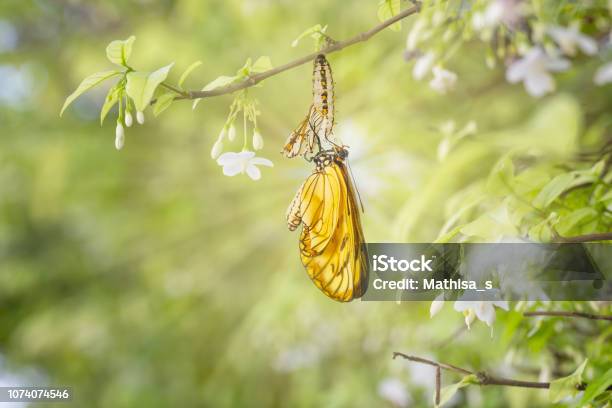 Emerged Yellow Coster Butterfly With Chrysalis Shell Hanging On White Flower Twig Stock Photo - Download Image Now