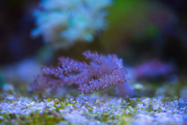 coral de árvore do quênia - vitality sea aquatic atoll - fotografias e filmes do acervo