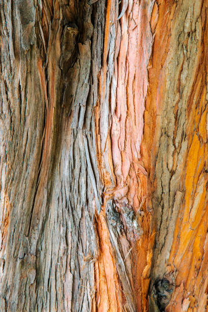 istock Close up of light brown tree bark 1074076924