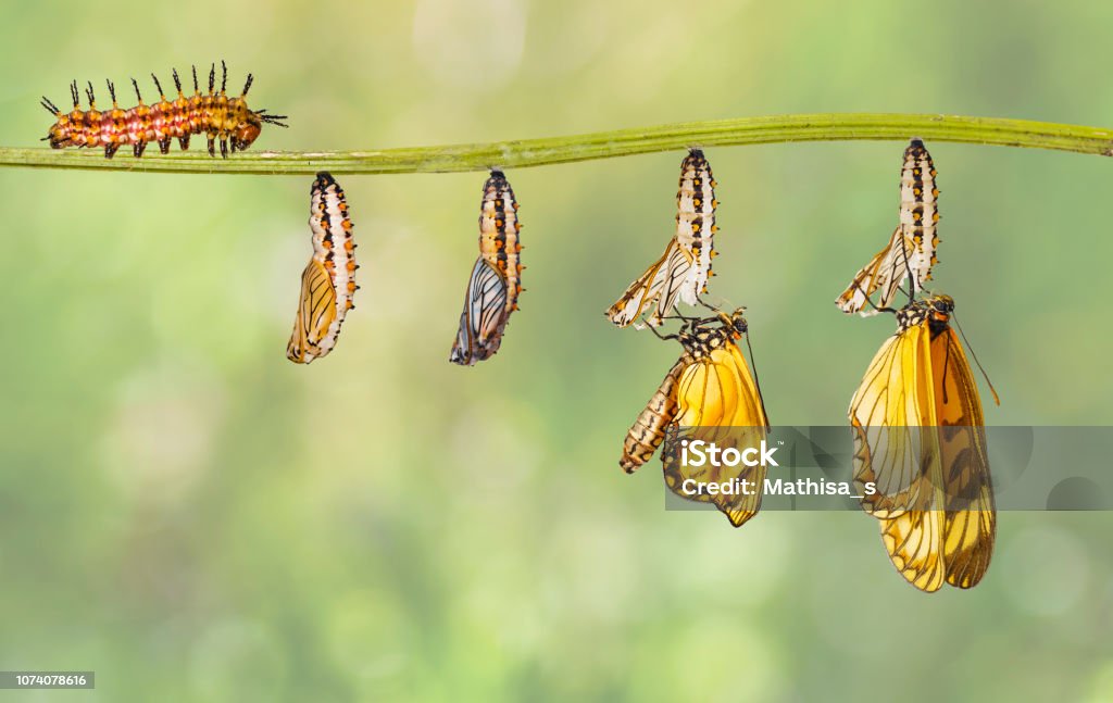 Transformation of yellow coster butterfly ( Acraea issoria ) from caterpillar and chrysalis hanging on twig Transformation of yellow coster butterfly ( Acraea issoria ) from caterpillar and chrysalis hanging on twig , growth , metamorphosis , transformation Butterfly - Insect Stock Photo