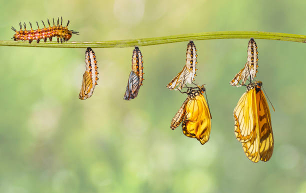Transformation of yellow coster butterfly ( Acraea issoria ) from caterpillar and chrysalis hanging on twig Transformation of yellow coster butterfly ( Acraea issoria ) from caterpillar and chrysalis hanging on twig , growth , metamorphosis , transformation hairy insect stock pictures, royalty-free photos & images