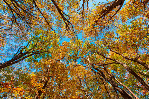 The warm autumn sun shines through the leaf canopy of a majestic beech tree.