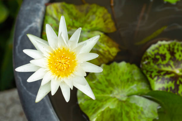 istock White Lotus Flower In garden. 1074080462