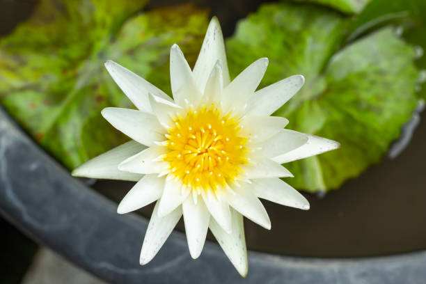 istock White Lotus Flower In garden. 1074080464