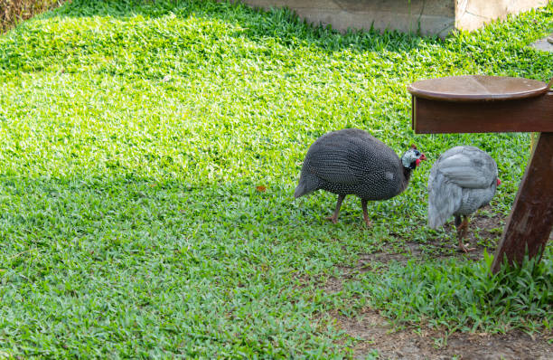 A flock of guineafowl, Pilanesberg National Park.