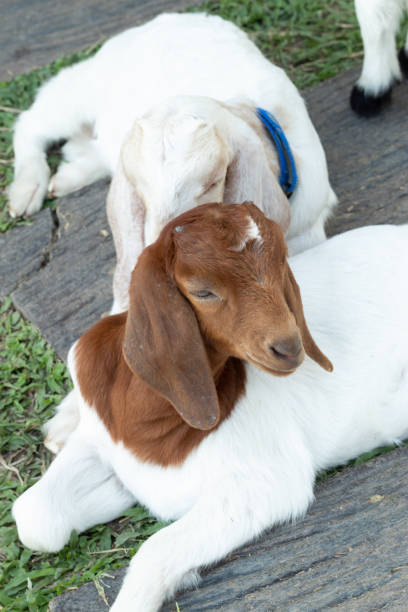 istock Goats are sleeping on the pavement in the grass. 1074080664