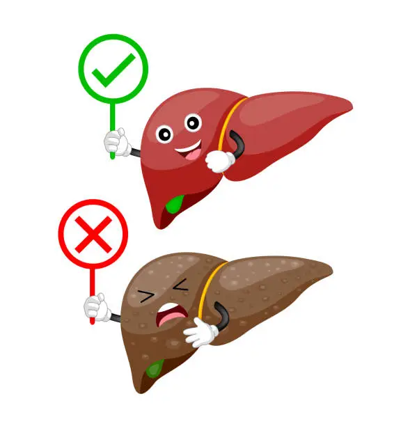 Vector illustration of Liver cartoon character holding sign.