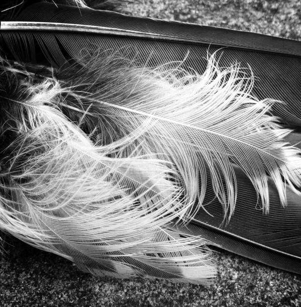 istock Large and very small bird feathers 1074084002