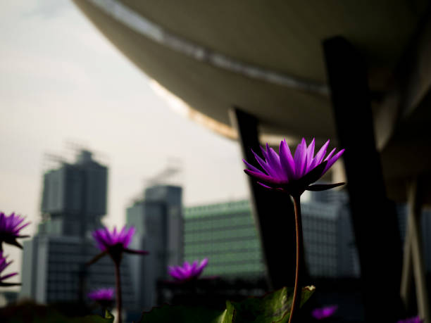 istock Lotus flowers @ MBS 1074088100