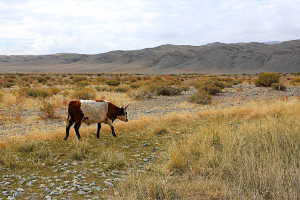 istock One cow walking in the desert steppe and plants 1074088220