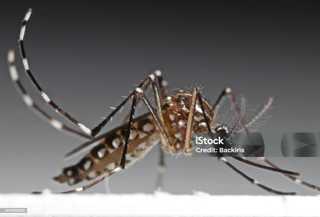 Macro foto de la fiebre amarilla Mosquito aislada sobre fondo - Foto de stock de Dengue libre de derechos