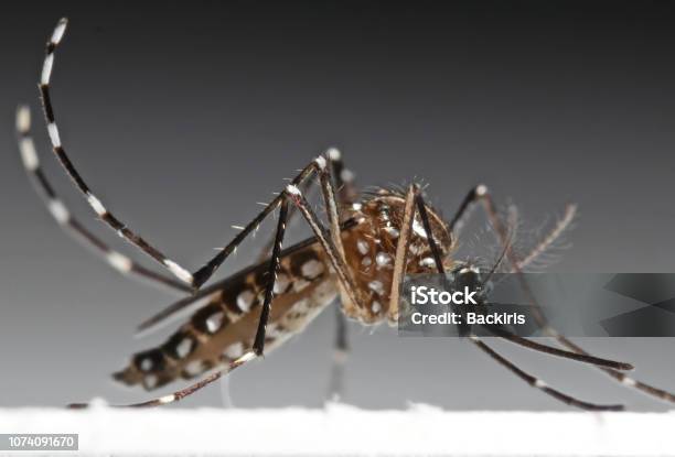 Macro Foto De La Fiebre Amarilla Mosquito Aislada Sobre Fondo Foto de stock y más banco de imágenes de Dengue