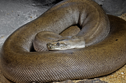 Sand Phython Close Up Patternless Green Burmese Python On Sand Stock Photo ...