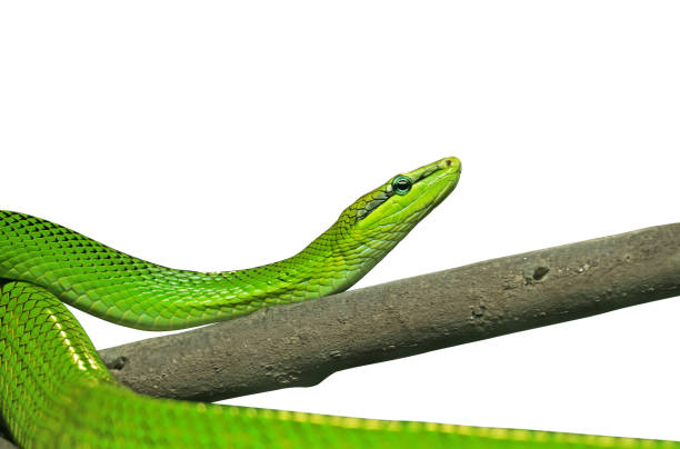 istock Red-Tailed Green Ratsnake Isolated on White Background with Clipping Path 1074092614