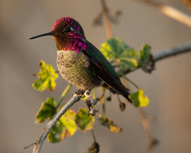 istock Hummingbird, seen perched  in North California 1074095012