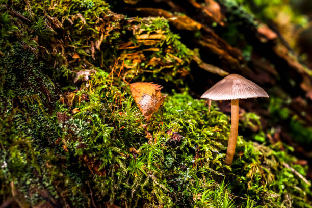 istock Mushrooms in the autumn forest. 1074095348