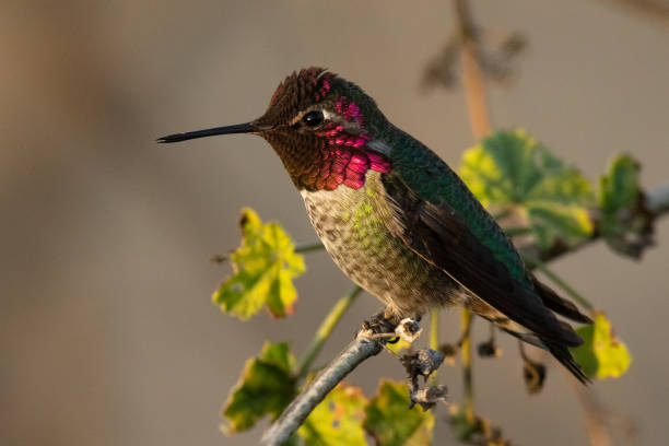 istock Hummingbird, seen perched  in North California 1074095420