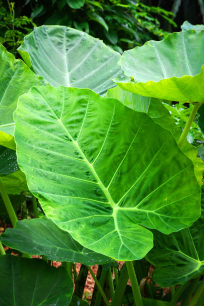istock giant taro leaf araceae / ear elephant leaf (Alocasia Indica) 1074095808