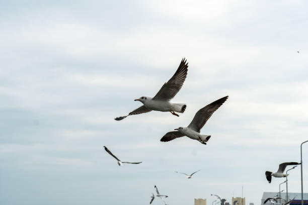 istock Seagull at Bangpu, Samut-Prakarn, Thailand 1074096946