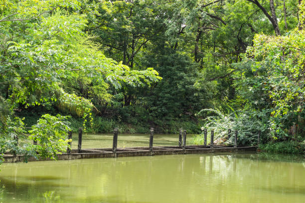 istock The pond and trees in the park. 1074099230