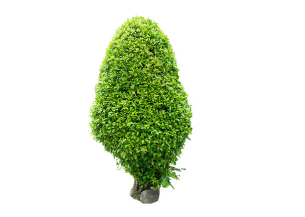 istock Korean banyan tree on isolated white background. 1074102200