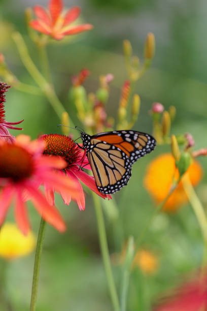 istock Monarch Butterfly on Pink Flower 1074106284