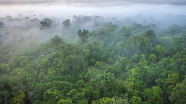 A soft focus, aerial view of a forest on a misty morning, shot from a hot air balloon in the Masai Mara of Kenya. stock photo