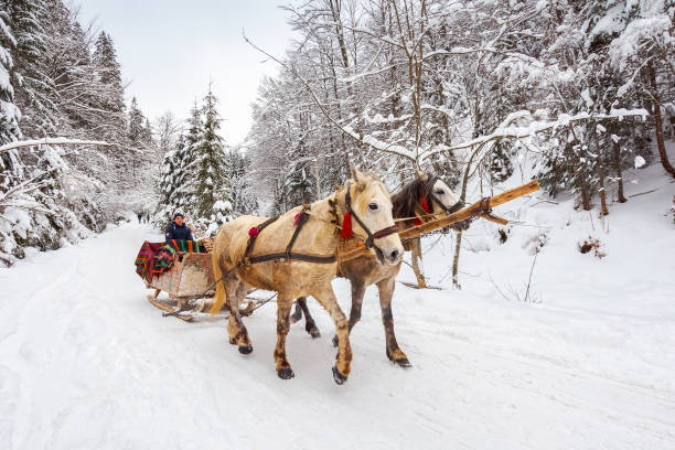 National Nature Park Synevir, Ukraine - FEB 11, 2018: winter ride in horse sleigh.