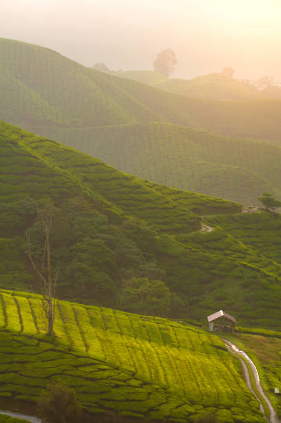 istock misty morning at cameron highlands , malaysia 1074106670