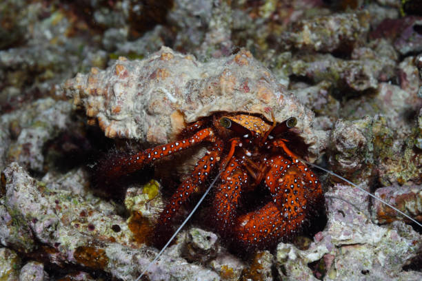 istock White-spotted Hermit Crab, Raja Ampat, Indonesia 1074107812