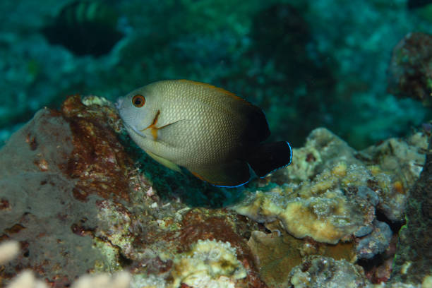 istock Pearlscale Angelfish, Raja Ampat, Indonesia 1074115624