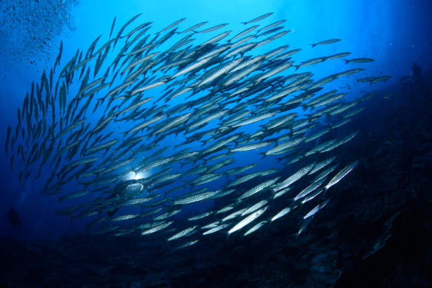 istock Blackfin Barracuda, Raja Ampat, Indonesia 1074115626