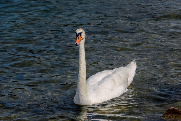 istock Beautiful swans on the lake Galve. 1074117074