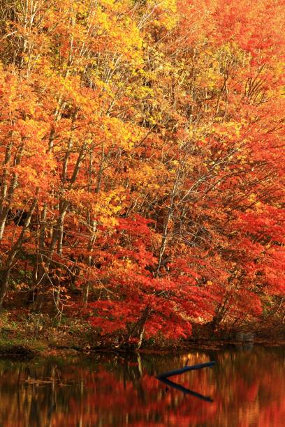 istock Valley of autumnal leaves 1074126502