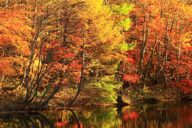 istock Valley of autumnal leaves 1074130012