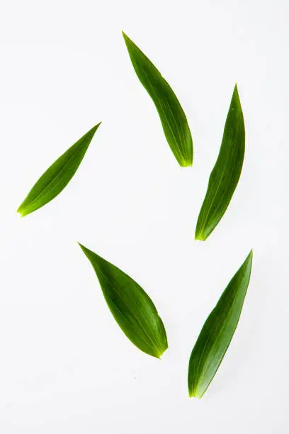 Photo of leaves, plants, and grasses on the white background