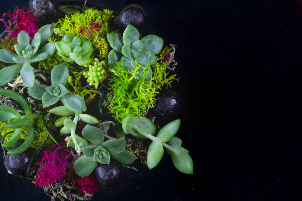 istock Succulent Plants and Moss Garden 1074133254
