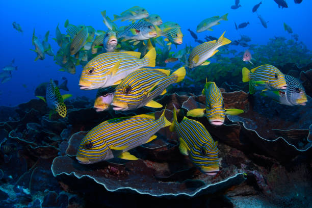 istock Sweetlips, Raja Ampat, Indonesia 1074134090