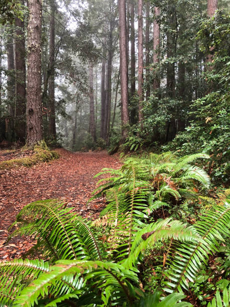 비 동안 북부 캘리포니아에서 레드우드 숲 트레일입니다. - forest spooky sequoia woods 뉴스 사진 이미지