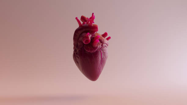 istock Pink Anatomical Heart 3d illustration 3d render 1074143898